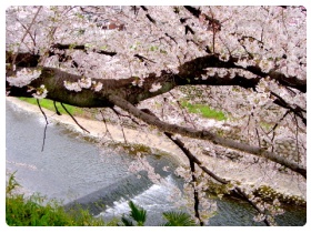 Primavera in Giappone